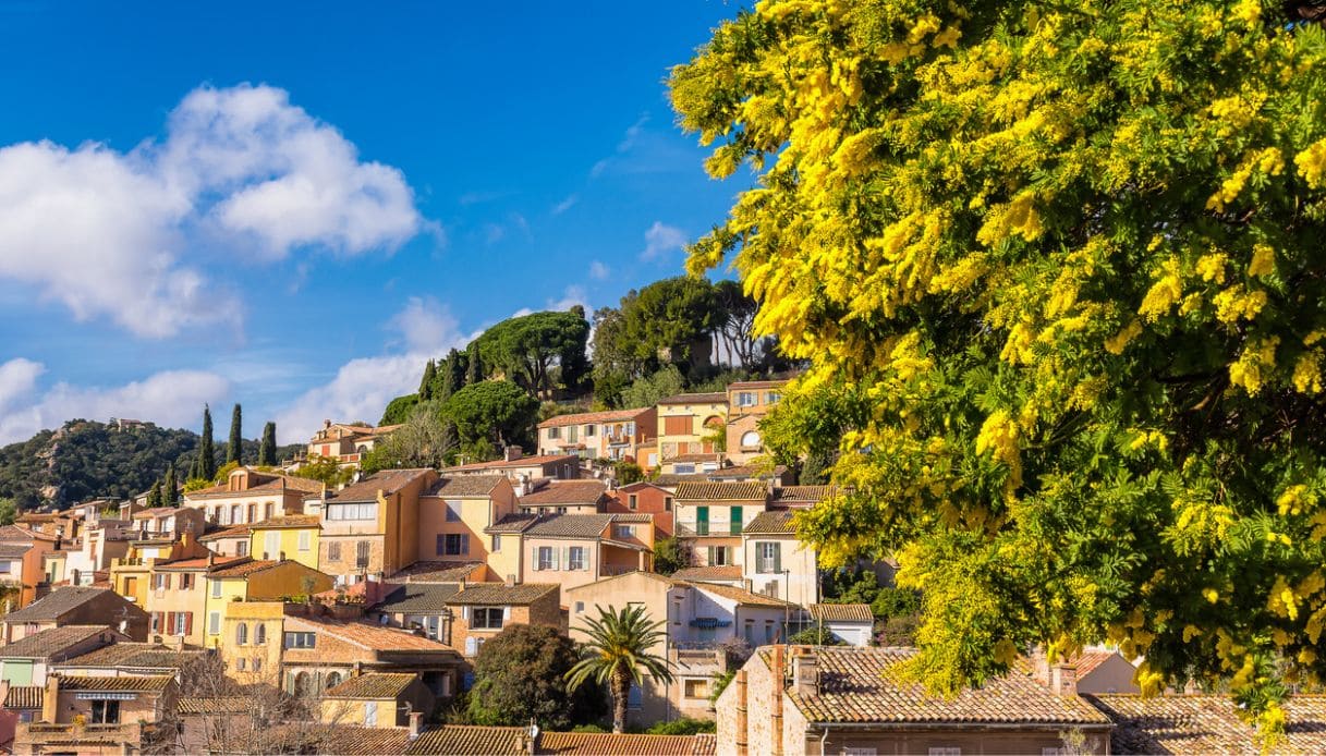 Vista di Bormes les Mimosas, con un suo tipico albero di mimose