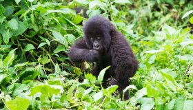 Africa, viaggi avventura con i gorilla