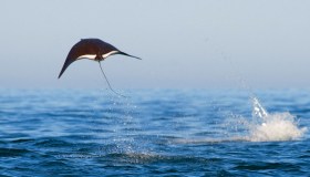 I salti mozzafiato delle mante giganti