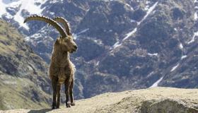 Giardini ad alta quota