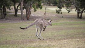 Australia, il canguro insegue due golfisti