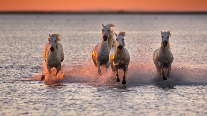 Itinerario in Camargue tra borghi, cavalli e saline