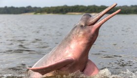 Avvistato un rarissimo delfino rosa
