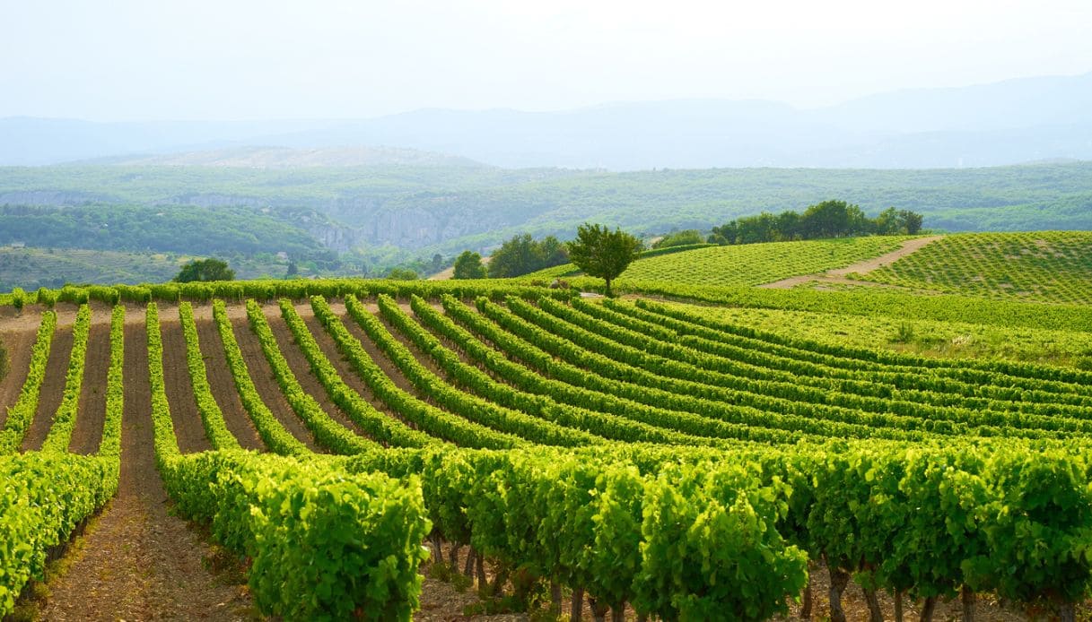 Distesa di vigneti nelle colline francesi dell'Alsazia