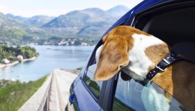 Gli italiani in vacanza con cani e gatti