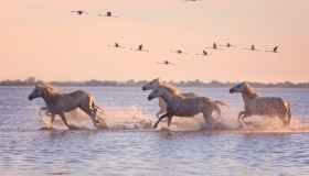Camargue, tra natura e feste popolari