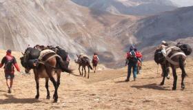 Balla con i muli: una vacanza insolita all’aria aperta