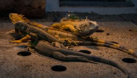 Animali esotici: quali si possono tenere in casa