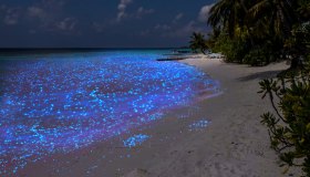 Maldive: lo strano fenomeno della spiaggia che si illumina di notte