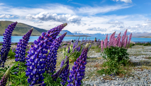 lago-tekapo-fiori_th_500