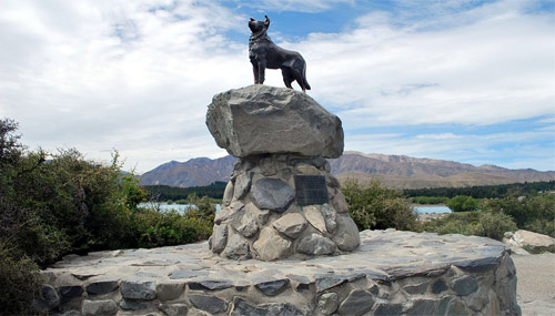 lego-tekapo-cane-pastore_wiki_Mattinbgn