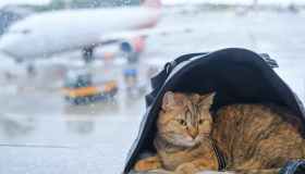 Volare e trasportare animali: regole e costi Air France