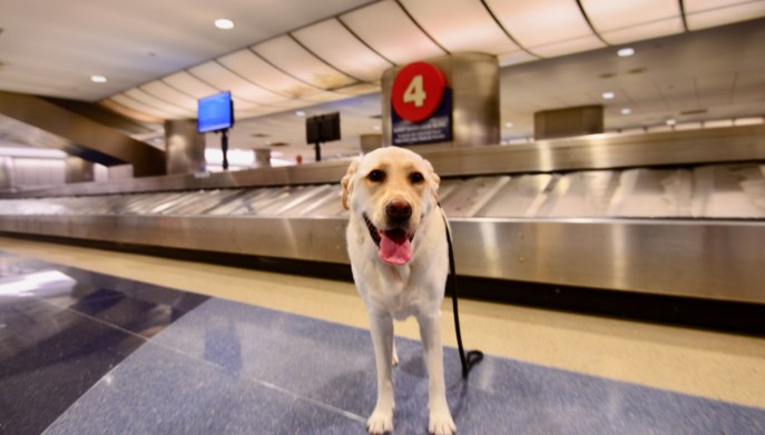 Cane aeroporto