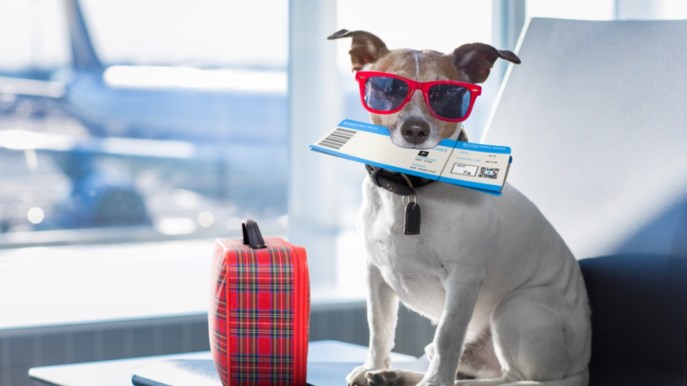 Volare e trasportare animali: regole e costi British Airways