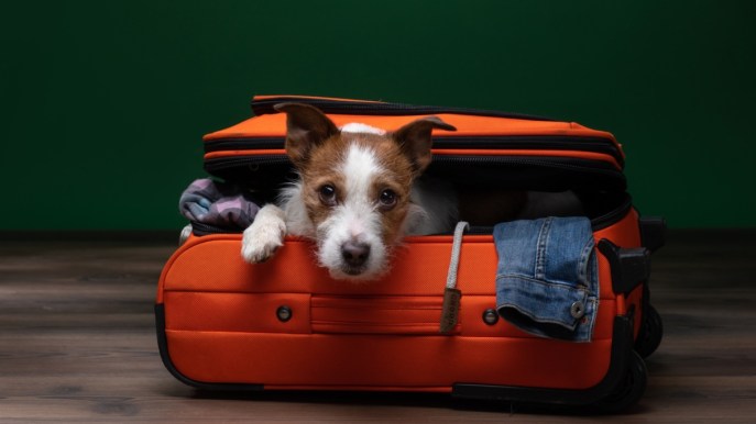 Volare e trasportare animali: regole e costi Emirates