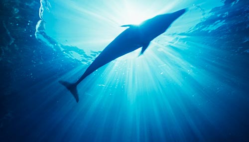 delfino-mare_th_500