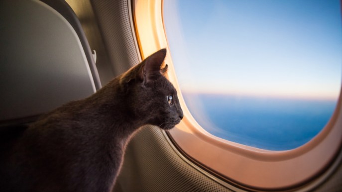 Volare e trasportare animali: regole e costi TAP Portugal