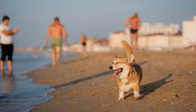 Jesolo, le spiagge per gli amici a quattro zampe