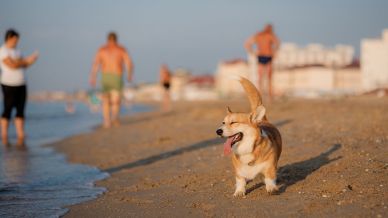 Jesolo, le spiagge per gli amici a quattro zampe