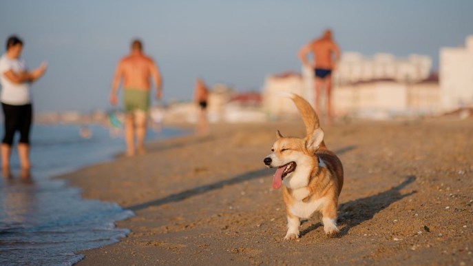 Jesolo, le spiagge per gli amici a quattro zampe