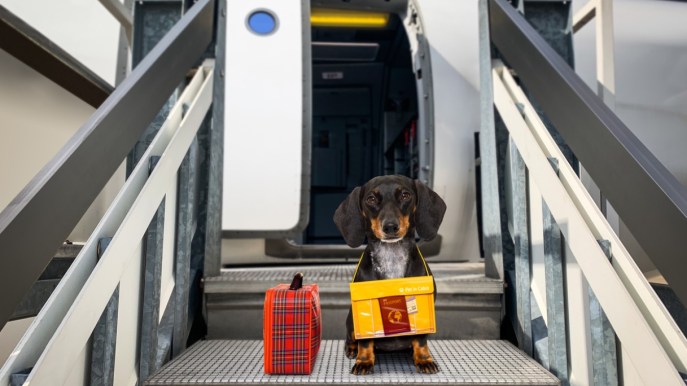 Volare e trasportare animali: regole e costi Iberia