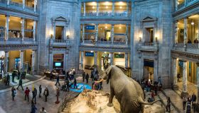 Smithsonian Museum, il museo dove è esposto tutto il mondo