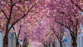 L’incantevole viale dei ciliegi di Bonn