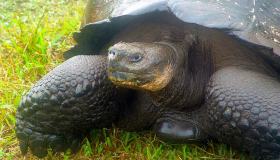Sulle isole Galapagos, 4 giorni con le tartarughe giganti