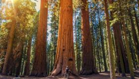 Sequoia National Park: a spasso nella casa delle sequoie giganti