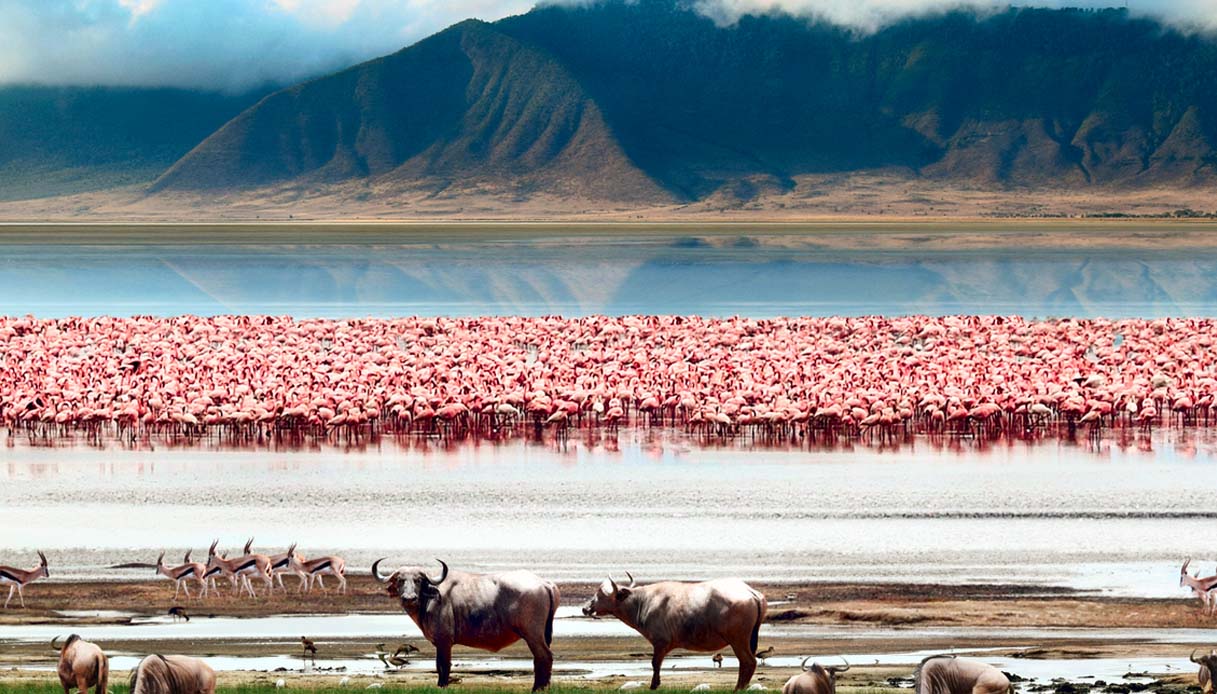 Cratere Ngorongoro, parco della Tanzania