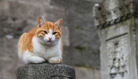 Se amate i gatti dovete visitare queste città