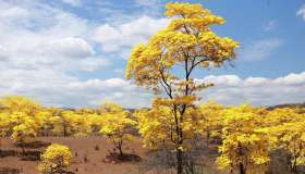 Ecuador, la foresta che ogni anno si colora di giallo per una settimana