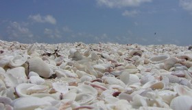Questa incredibile isola è fatta solo di conchiglie