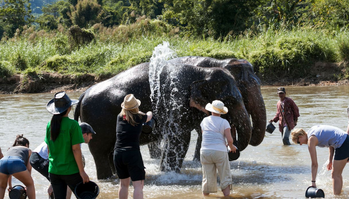 lavaggio elefanti chiang mai 