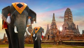 Viaggio alla scoperta dei santuari degli elefanti in Thailandia
