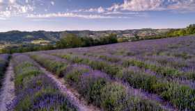 Alla scoperta dei campi di lavanda più belli d’Italia