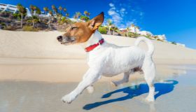7 spiagge per cani in Liguria, da Genova ad Imperia