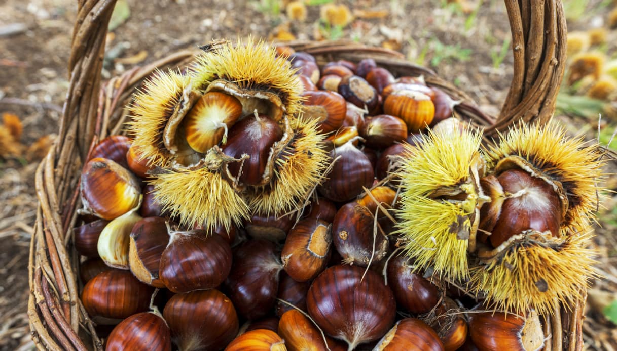 Viaggio lungo la rotta delle castagne in Italia: dove trovarle regione per regione