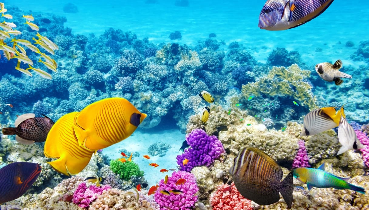 Sharm El Sheikh