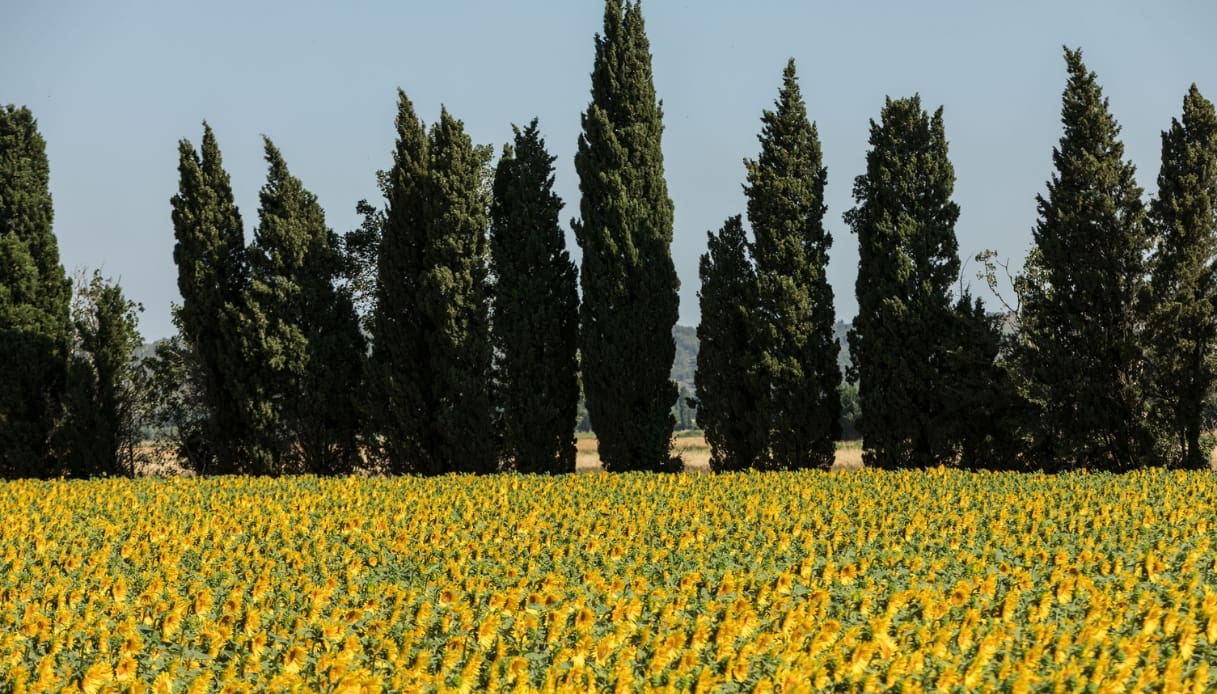 I luoghi del film "Van Gogh - Sulla soglia dell'eternità"