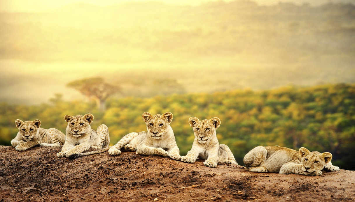 Safari in Africa dove andare