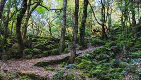 Bosco del Sasseto, un luogo fatato dove la natura regna sovrana