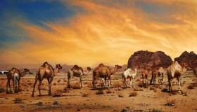 Dubai, non solo grattacieli: una vacanza nel deserto