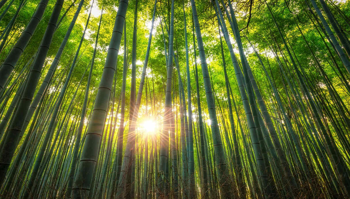 Viaggio in Giappone: consigli di viaggio