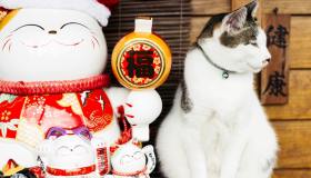 A Taiwan, la curiosa storia di un villaggio salvato dai gatti