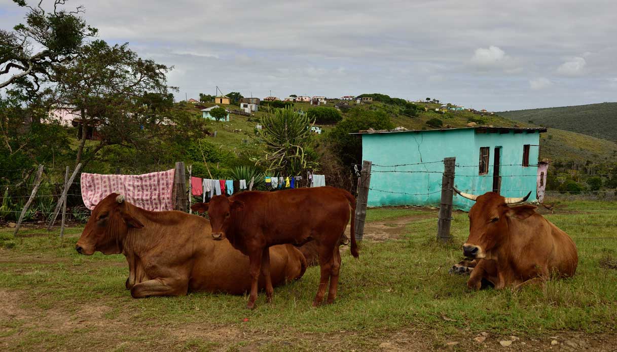 Qunu_Eastern_Cape,_Sudafrica