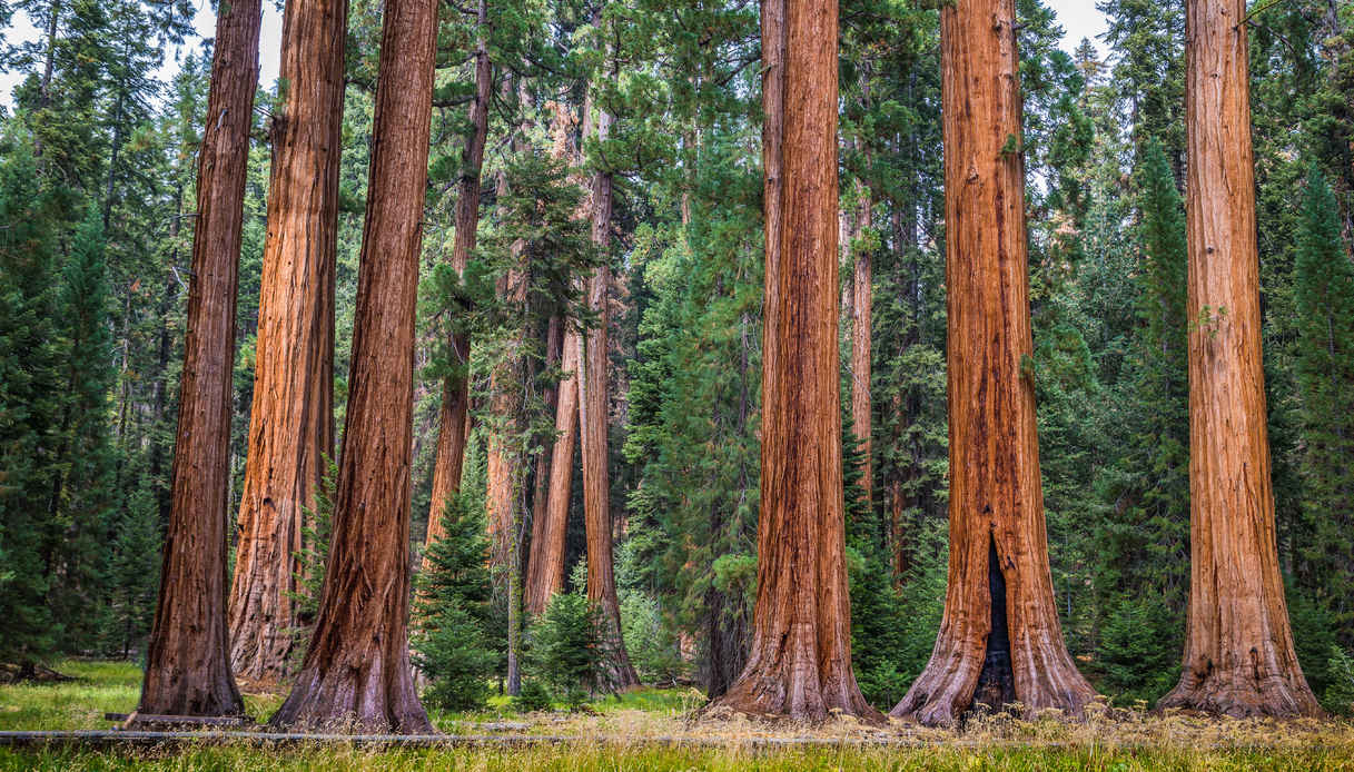 Il Sequoia National Park, tappa del Pacific Crest Trail