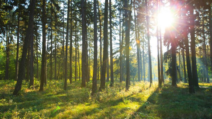 Che cos’è il Forest Bathing e dove farlo in Italia
