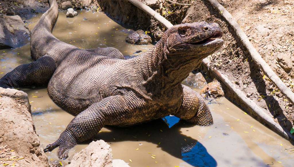 Labuan Bajo e i draghi di Komodo