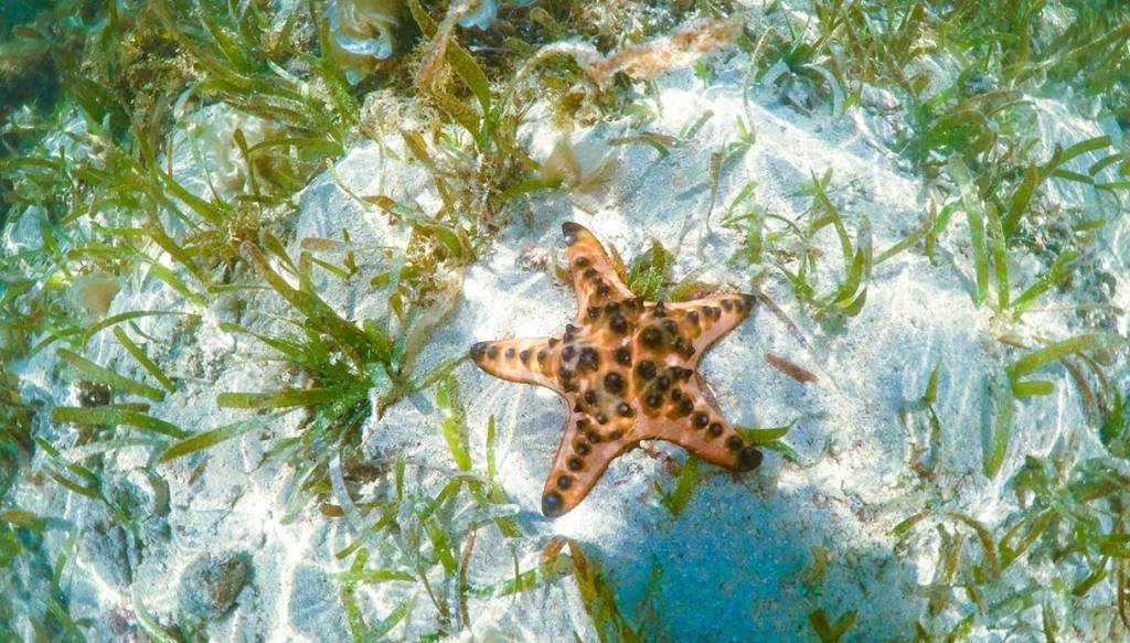 Labuan Bajo e i fondali marini
